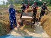 Di Balik Padi Menguning Serka Mukmin dan Petani Berbagi Suka di Musim Panen