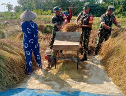 Di Balik Padi Menguning Serka Mukmin dan Petani Berbagi Suka di Musim Panen