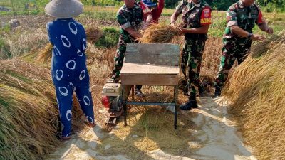 Di Balik Padi Menguning Serka Mukmin dan Petani Berbagi Suka di Musim Panen