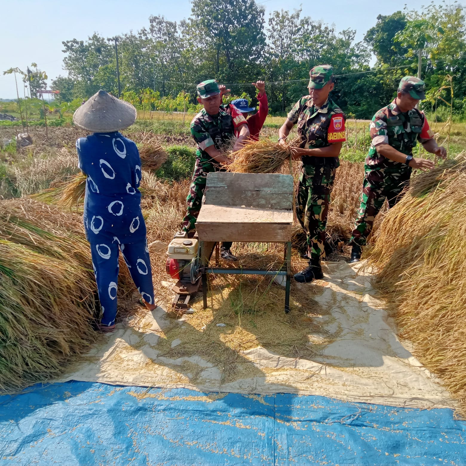 Di Balik Padi Menguning Serka Mukmin dan Petani Berbagi Suka di Musim Panen