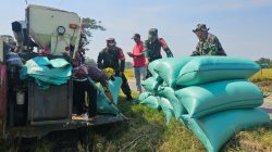 Panen MT II Menggembirakan, Koramil Jenar Dampingi Petani Raih Hasil Optimal