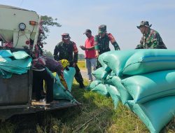 Panen MT II Menggembirakan, Koramil Jenar Dampingi Petani Raih Hasil Optimal