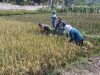 Panen Raya Menggembirakan, Babinsa dan Petani Petik Hasil Kerja Keras