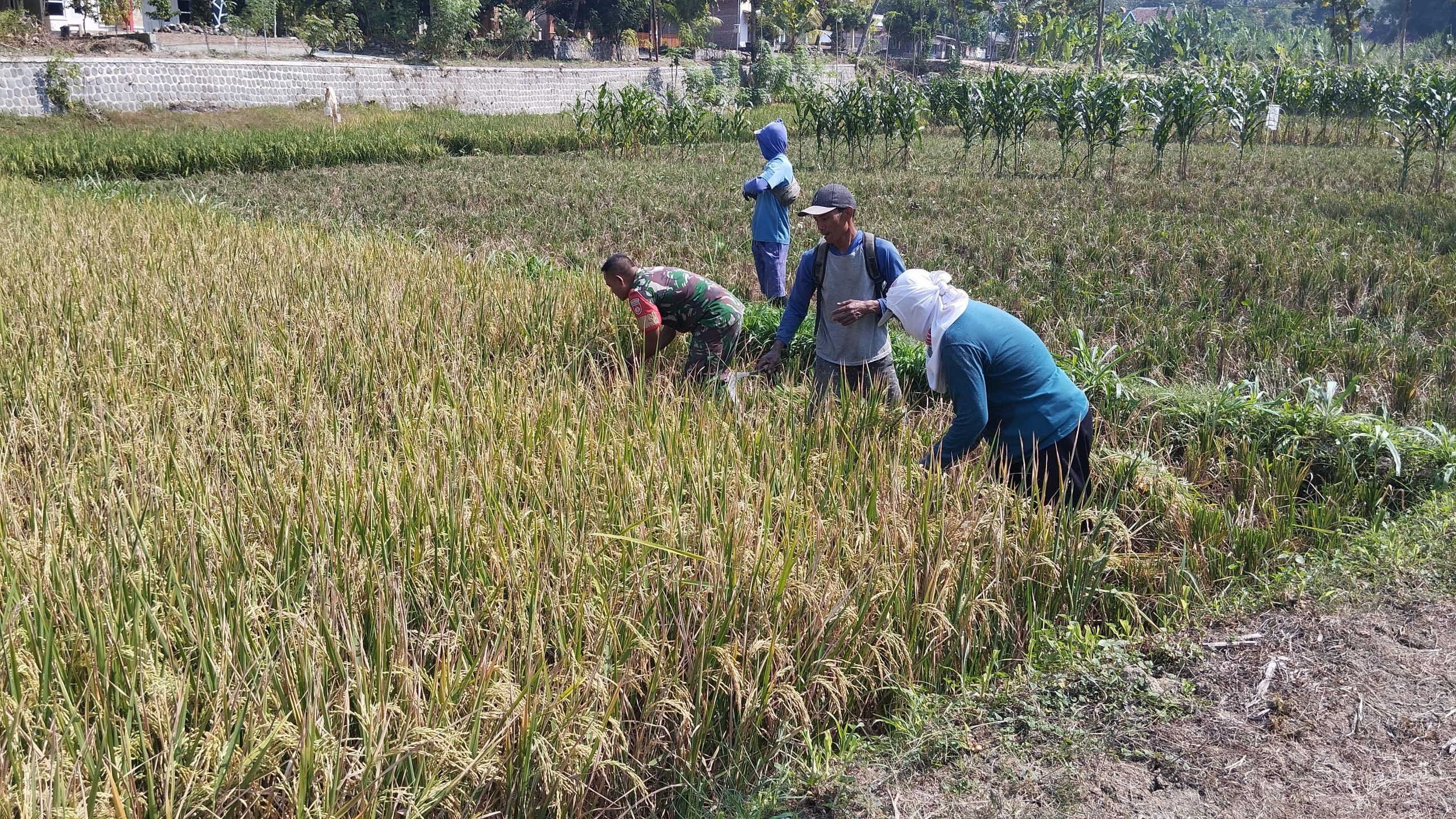 Panen Raya Menggembirakan, Babinsa dan Petani Petik Hasil Kerja Keras