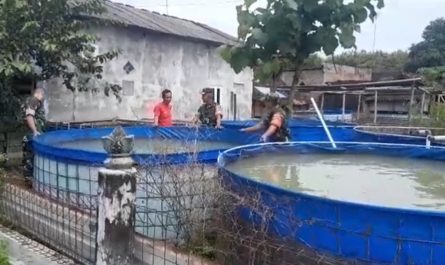 Inspirasi dari Jurangjero: Babinsa dan Peternak Bersinergi Sukseskan Budidaya Lele