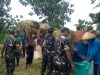 Saat Padi Menguning, Babinsa Hadir di Sawah Harapan Petani pun Ikut Tersenyum
