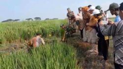 Selamatkan Lumbung Pangan, Danramil Kerahkan Pasukan Melawan Hama Tikus