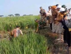 Selamatkan Lumbung Pangan, Danramil Kerahkan Pasukan Melawan Hama Tikus