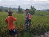Detik-Detik Menuju Panen, Babinsa dan Petani di Gemolong Siap Sambut Berkah