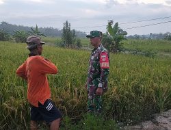 Detik-Detik Menuju Panen, Babinsa dan Petani di Gemolong Siap Sambut Berkah