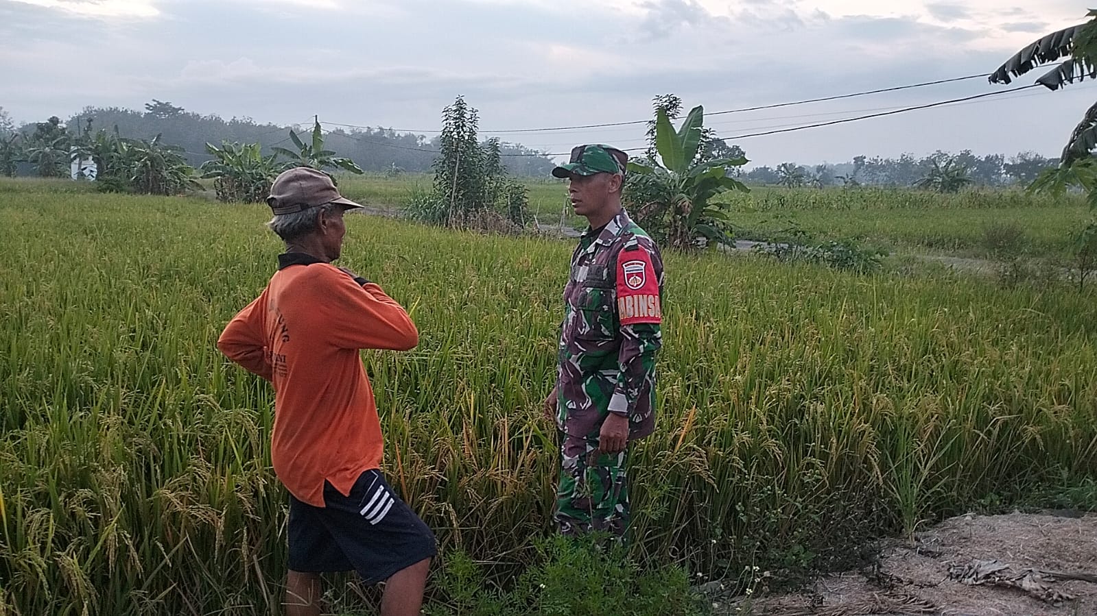 Detik-Detik Menuju Panen, Babinsa dan Petani di Gemolong Siap Sambut Berkah