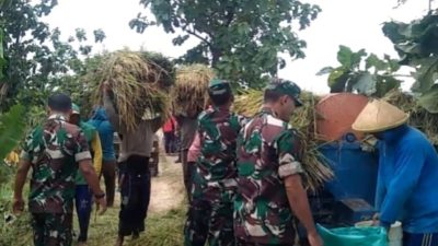 Saat Padi Menguning, Babinsa Hadir di Sawah Harapan Petani pun Ikut Tersenyum