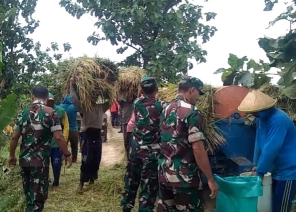 Saat Padi Menguning, Babinsa Hadir di Sawah Harapan Petani pun Ikut Tersenyum
