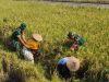 Tak Rela Hasil Panen Terancam, Serma Hariono Turun ke Sawah Selamatkan Padi Roboh Milik Petani
