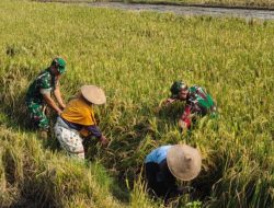 Tak Rela Hasil Panen Terancam, Serma Hariono Turun ke Sawah Selamatkan Padi Roboh Milik Petani