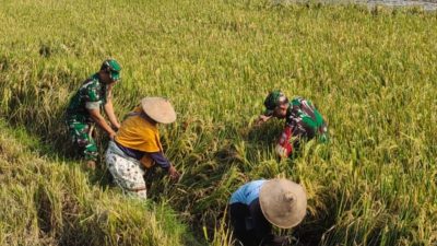 Tak Rela Hasil Panen Terancam, Serma Hariono Turun ke Sawah Selamatkan Padi Roboh Milik Petani Tak Rela Hasil Panen Terancam, Serma Hariono Turun ke Sawah Selamatkan Padi Roboh Milik Petani