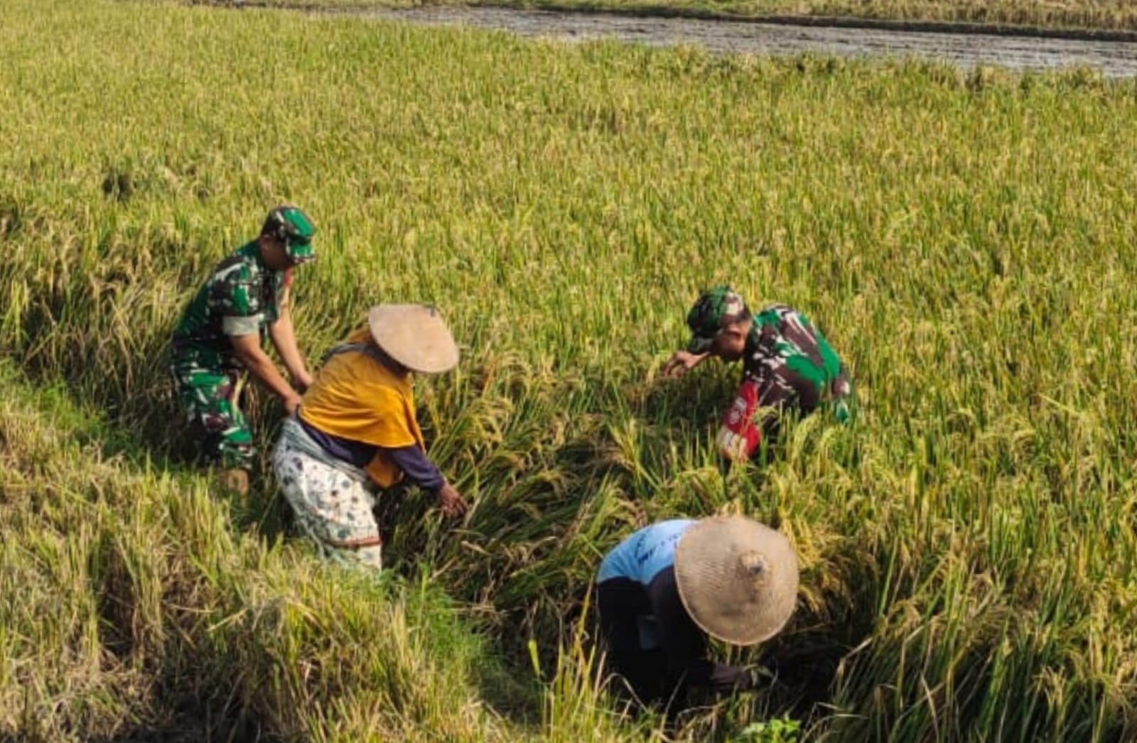 Tak Rela Hasil Panen Terancam, Serma Hariono Turun ke Sawah Selamatkan Padi Roboh Milik Petani