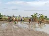 Dari Lumpur Sawah, Babinsa Bangun Optimisme Petani Menuju Panen Berkualitas