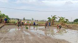 Dari Lumpur Sawah, Babinsa Bangun Optimisme Petani Menuju Panen Berkualitas