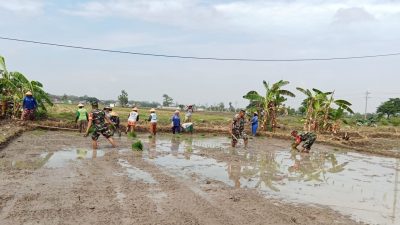 Dari Lumpur Sawah, Babinsa Bangun Optimisme Petani Menuju Panen Berkualitas
