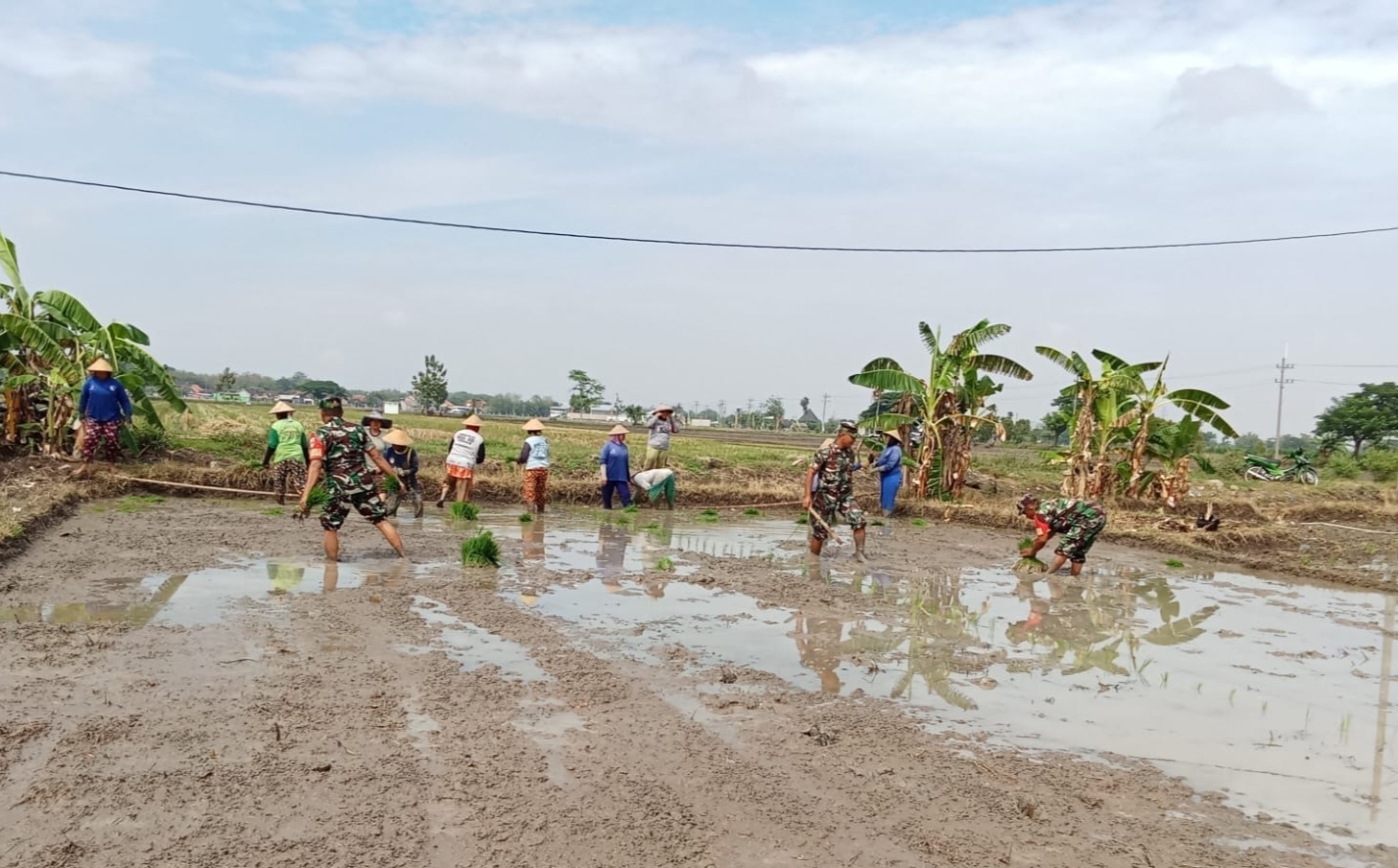 Dari Lumpur Sawah, Babinsa Bangun Optimisme Petani Menuju Panen Berkualitas