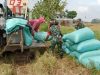 Tak Gengsi Panggul Karung Padi, Babinsa Ngrampal Buktikan TNI Selalu Hadir untuk Petani