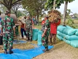 Babinsa Dampingi Panen, Petani Berharap Harga Gabah Kembali Membaik