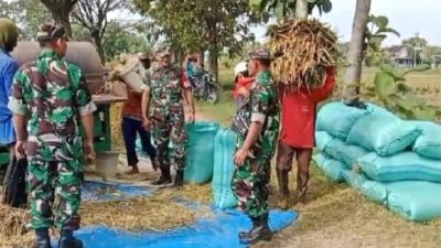 Babinsa Dampingi Panen, Petani Berharap Harga Gabah Kembali Membaik