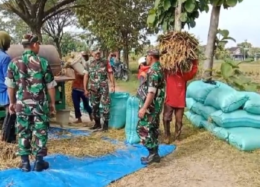 Babinsa Dampingi Panen, Petani Berharap Harga Gabah Kembali Membaik