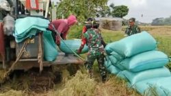 Tak Gengsi Panggul Karung Padi, Babinsa Ngrampal Buktikan TNI Selalu Hadir untuk Petani