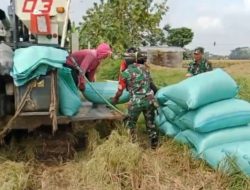 Tak Gengsi Panggul Karung Padi, Babinsa Ngrampal Buktikan TNI Selalu Hadir untuk Petani