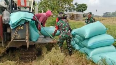 Tak Gengsi Panggul Karung Padi, Babinsa Ngrampal Buktikan TNI Selalu Hadir untuk Petani