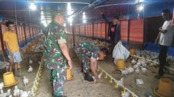 Harga Ayam Membaik, Koramil Jenar Dorong Semangat Peternak Broiler Harga Ayam Membaik, Koramil Jenar Dorong Semangat Peternak Broiler