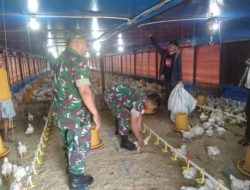 Harga Ayam Membaik, Koramil Jenar Dorong Semangat Peternak Broiler