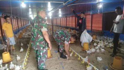Harga Ayam Membaik, Koramil Jenar Dorong Semangat Peternak Broiler Harga Ayam Membaik, Koramil Jenar Dorong Semangat Peternak Broiler