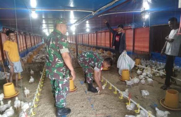 Harga Ayam Membaik, Koramil Jenar Dorong Semangat Peternak Broiler