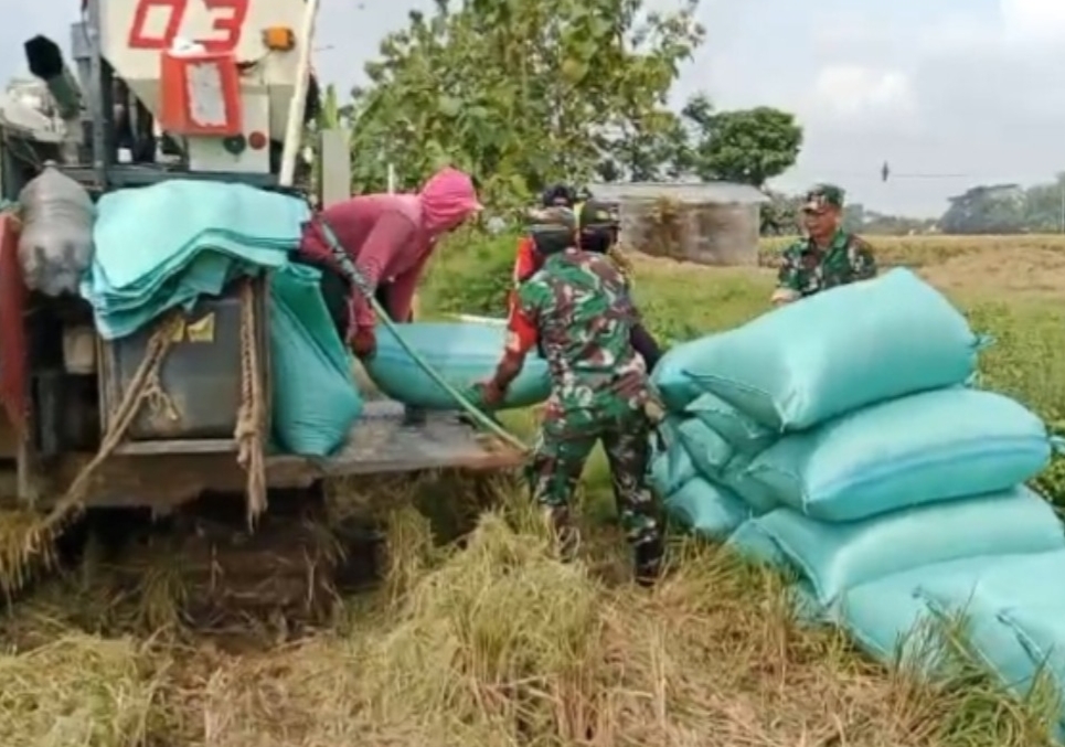 Tak Gengsi Panggul Karung Padi, Babinsa Ngrampal Buktikan TNI Selalu Hadir untuk Petani