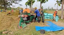 Babinsa Menyatu dengan Petani, Panen Padi Jadi Bukti Kepedulian