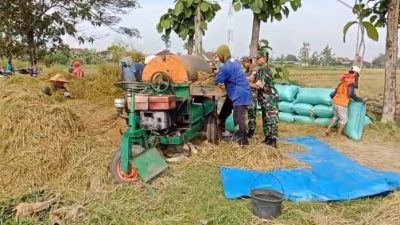 Babinsa Menyatu dengan Petani, Panen Padi Jadi Bukti Kepedulian