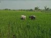 Babinsa Turun ke Sawah, Perang Melawan Gulma Demi Selamatkan Hasil Panen Petani