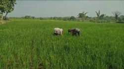 Babinsa Turun ke Sawah, Perang Melawan Gulma Demi Selamatkan Hasil Panen Petani