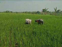 Babinsa Turun ke Sawah, Perang Melawan Gulma Demi Selamatkan Hasil Panen Petani