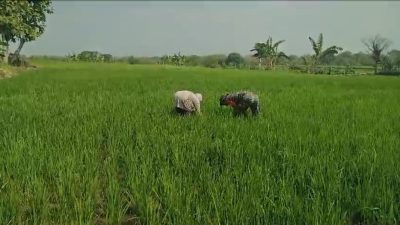 Babinsa Turun ke Sawah, Perang Melawan Gulma Demi Selamatkan Hasil Panen Petani