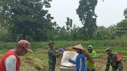 Panen Bersama Petani, Babinsa Poleng Tebarkan Optimisme Menuju Swasembada Pangan Panen Bersama Petani, Babinsa Poleng Tebarkan Optimisme Menuju Swasembada Pangan