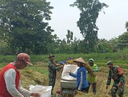 Panen Bersama Petani, Babinsa Poleng Tebarkan Optimisme Menuju Swasembada Pangan