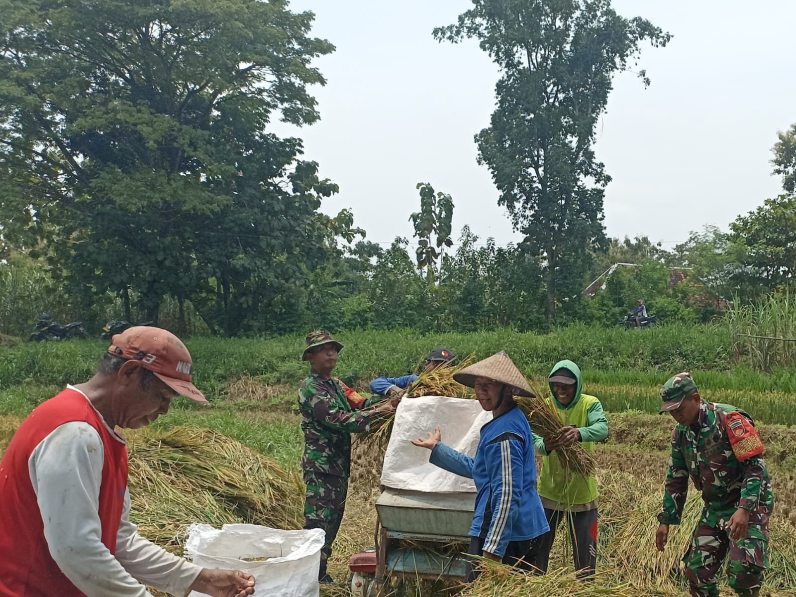 Panen Bersama Petani, Babinsa Poleng Tebarkan Optimisme Menuju Swasembada Pangan