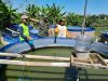 Babinsa Jemput Potensi Desa dari Tepi Kolam, Budidaya Ikan Diproyeksikan Jadi Penggerak Ekonomi Warga