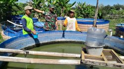 Babinsa Jemput Potensi Desa dari Tepi Kolam, Budidaya Ikan Diproyeksikan Jadi Penggerak Ekonomi Warga Babinsa Jemput Potensi Desa dari Tepi Kolam, Budidaya Ikan Diproyeksikan Jadi Penggerak Ekonomi Warga