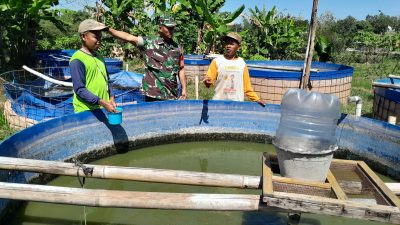 Babinsa Jemput Potensi Desa dari Tepi Kolam, Budidaya Ikan Diproyeksikan Jadi Penggerak Ekonomi Warga Babinsa Jemput Potensi Desa dari Tepi Kolam, Budidaya Ikan Diproyeksikan Jadi Penggerak Ekonomi Warga