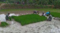 Kejar Target Tanam, Babinsa Gesi Terjun ke Sawah Bantu Petani Cabut Bibit Padi Kejar Target Tanam, Babinsa Gesi Terjun ke Sawah Bantu Petani Cabut Bibit Padi
